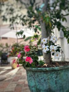 un pot avec des fleurs roses et blanches dans un pot dans l'établissement La Maison Derrière, à Tropea
