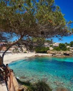 a view of a beach with a tree and the water at Magdalena Apartament in Torrevieja