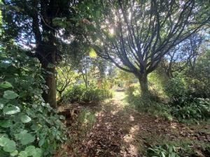 Kereru Creek by Tiny Away外面的花园