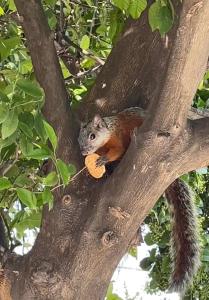 een eekhoorn die in een boom zit met een speeltje bij Finca El Fraile in Monterrey