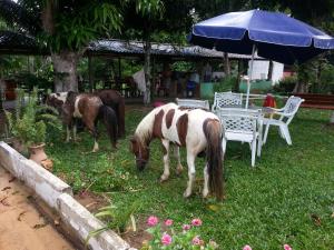 Animales en la casa o chalet o alrededores