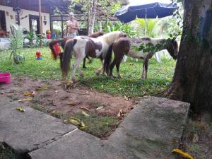 Animales en la casa o chalet o alrededores