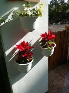 drei Topfpflanzen sind an einer weißen Wand in der Unterkunft Flower B&B in Hualien