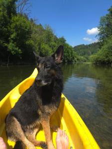 Soubeyaschis Lodge 2的一只狗坐在河上的一艘黄色小船上