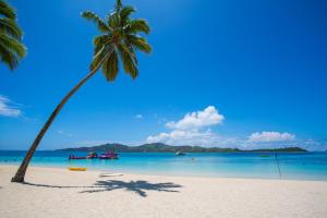 a palm tree on a beach with the ocean at Plantation Island Resort in Malolo Lailai