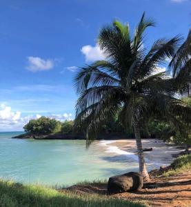 a palm tree on a beach next to the ocean at Le ptit paradis créole in Sainte-Rose