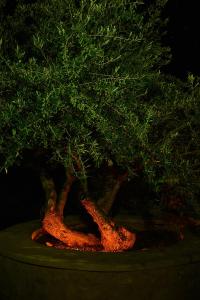 Fotografia z galérie ubytovania Olive Coast Suites v destinácii Palekastron