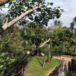a tree that has fallen on a fence at Janima Home in Gampaha +6 photos