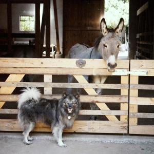 a donkey and a dog standing next to a fence at Ferienhof am Ipf in Bopfingen +5 photos