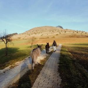 a person walking down a road with two donkeys at Ferienhof am Ipf in Bopfingen