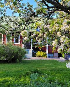 a flowering tree in front of a house at Solvillan in Korppoo