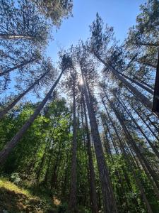 Fotografie z fotogalerie ubytování Green door v destinaci Vrnjačka Banja