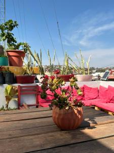 a group of potted plants sitting on a table at Santa Noche Suite & Spa in San Miguel de Allende