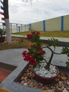 Afbeelding uit fotogalerij van Chalés Luz do Luar in Aracati