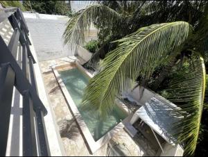 a palm tree sitting next to a swimming pool at Villa Colibries Chelem in Chelem