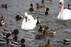 Zvířata v ubytování na lodi nebo okolí