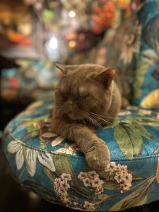 a cat sleeping on a pillow on a couch at Hotel Estheréa in Amsterdam