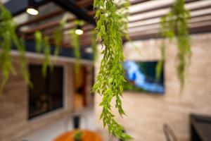 Zahrada ubytování Hotel 28 Cancun