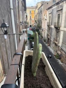Ảnh trong thư viện ảnh của Antica Sicilia Rooms and Breakfast ở Catania