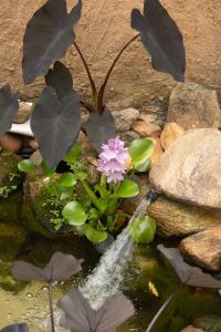 een roze bloem in een vijver met een waterval bij Recanto de Gaia in Ilhabela