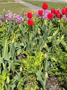 Giardino di Methven Mountain View Apartment