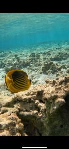 Un pez amarillo está nadando en el agua. en Villa Shams El Bahr, en Hurghada