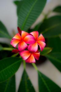 a group of pink flowers with green leaves at Moana Dive Resort in Panglao Island +38 photos