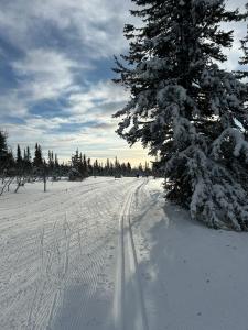 a snow covered road with a tree and tracks in the snow at Sjusjøstua by Norgesbooking - cabin close to cross country trails in Ringsaker