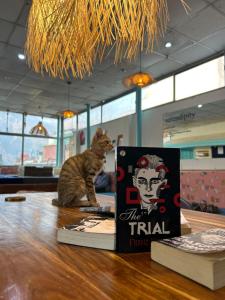 Fotografie z fotogalerie ubytování Serendipity Hostel & Cats Cafe v destinaci Rišikéš