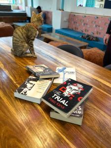 Fotografie z fotogalerie ubytování Serendipity Hostel & Cats Cafe v destinaci Rišikéš