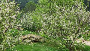 two flowering trees with white flowers in a field at Nhà sàn cộng đồng in Thanh Sơn