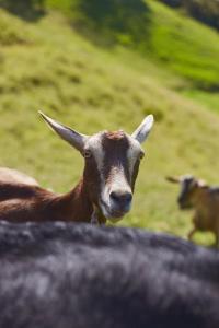 a brown goat with horns standing in a field at Tesorito House en las Montañas del Quindío in Filandia