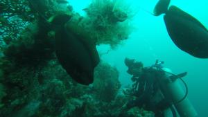 入住Ocean View Tulamben Dive & Resort的客人