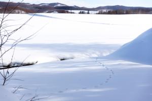un champ enneigé avec des marches dans la neige dans l'établissement Starry Sky Cottage 17, à Bihoro