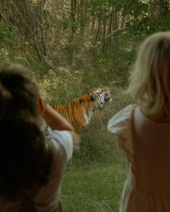 a woman taking a picture of a tiger in the grass at Knuthenborg Safaripark in Maribo