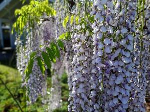 a bunch of purple flowers hanging from a tree at FeWoHuett - Ferienhaus in den Hüttener Bergen in Brekendorf +21 photos