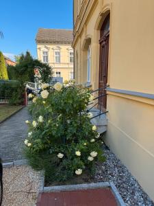 a bush of white roses in front of a building at Altstadt Quartier in Bad Freienwalde