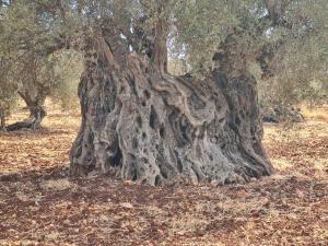 Fotografie z fotogalerie ubytování אחוזת מצפה שני הימים-וילת 7 חדרים עם בריכה מחוממת וג'קוזי ספא v destinaci ‘Ein el Asad