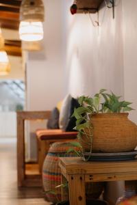 a potted plant sitting on a table in a room at Luum Guest House Manila in Medellín +4 photos