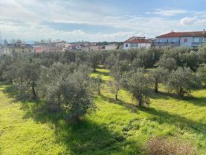 an orchard of olive trees in a green field at Almond b&b in Madonna della Pace