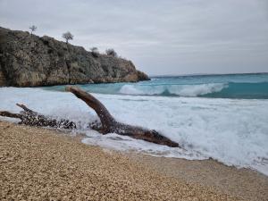 a tree branch in the water on a beach at Eola Leisure Rooms in Stara Baška
