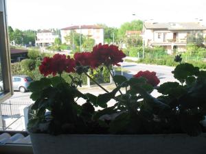 Zahrada ubytování Laguna B&B
