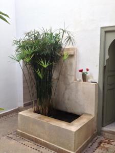 Aed väljaspool majutusasutust Riad Timila