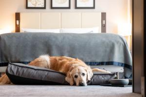 a dog laying on top of a couch at Hotel Kö59 Düsseldorf - Member of Hommage Luxury Hotels Collection in Düsseldorf