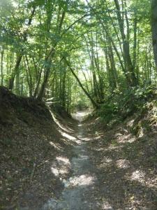a dirt path in a wooded area with trees at la halte in Dampierre
