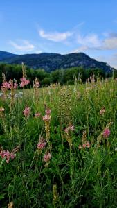 un campo lleno de flores rosas en el césped en Qoitas, en Berëzovka