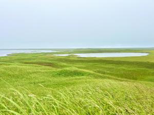 a field of green grass with a body of water at Au Ptit Kakawi in Miquelon