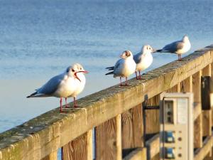 リーブニッツ・ダムガルテンにあるBungalow mit Kamin in Ribnitz-Damgartenの木塀に立つカモメの群れ +11枚の写真