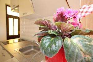 a plant in a red pot on a kitchen counter at Studio Mihovil in Baška