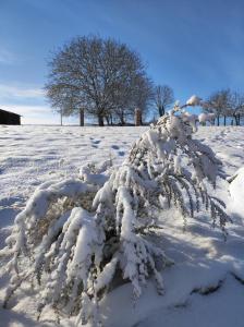 un árbol cubierto de nieve en un campo cubierto de nieve en Le clos des Prêles, en Boismont 5 fotos más